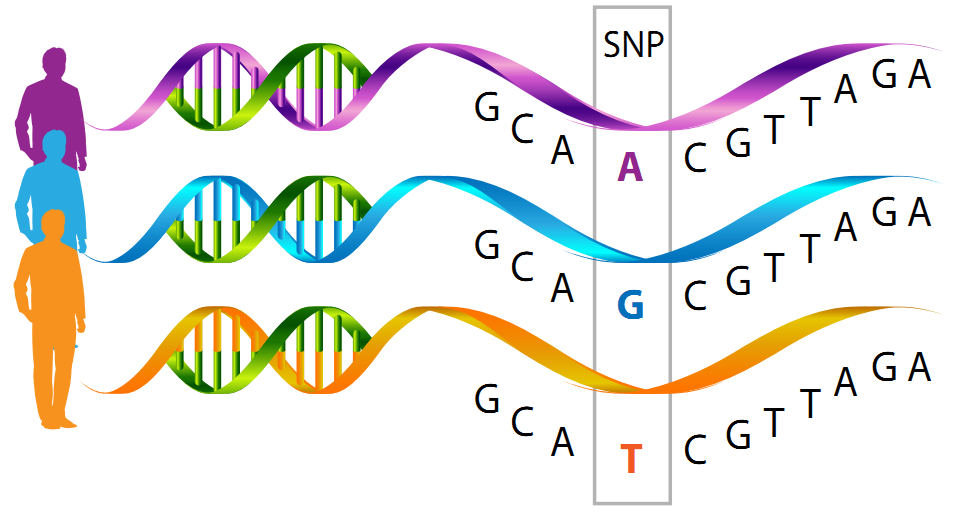 SNP rs9485372 in TAB2 gene is NOT associated with breast cancer in Vietnamese women